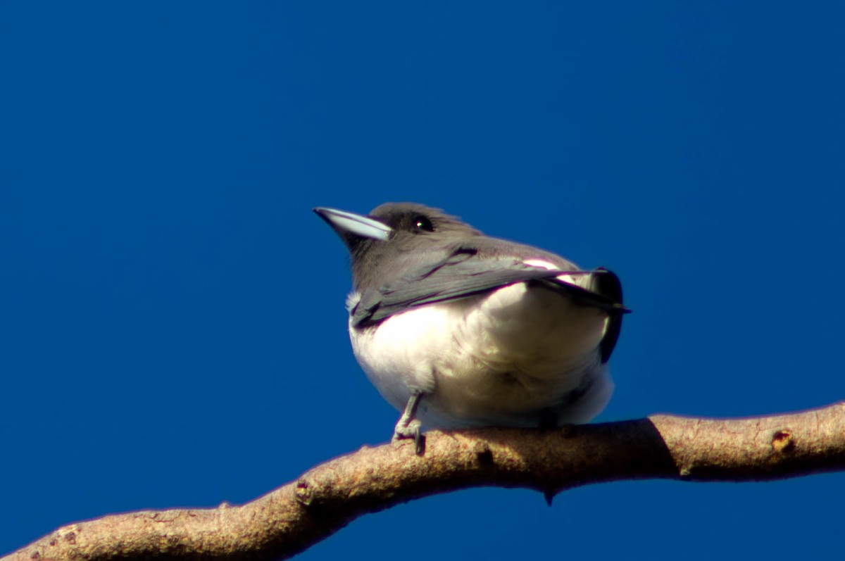 White-breasted Woodswallow - ML646164368