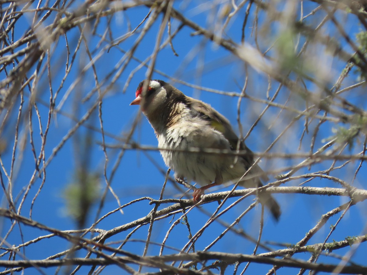 European Goldfinch - ML646164369