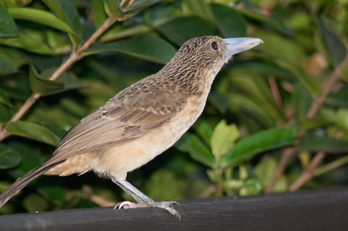 Black Butcherbird - ML646164370