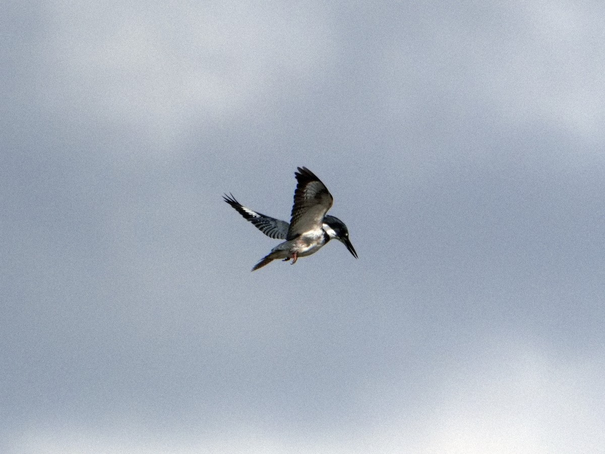 Belted Kingfisher - ML646164371