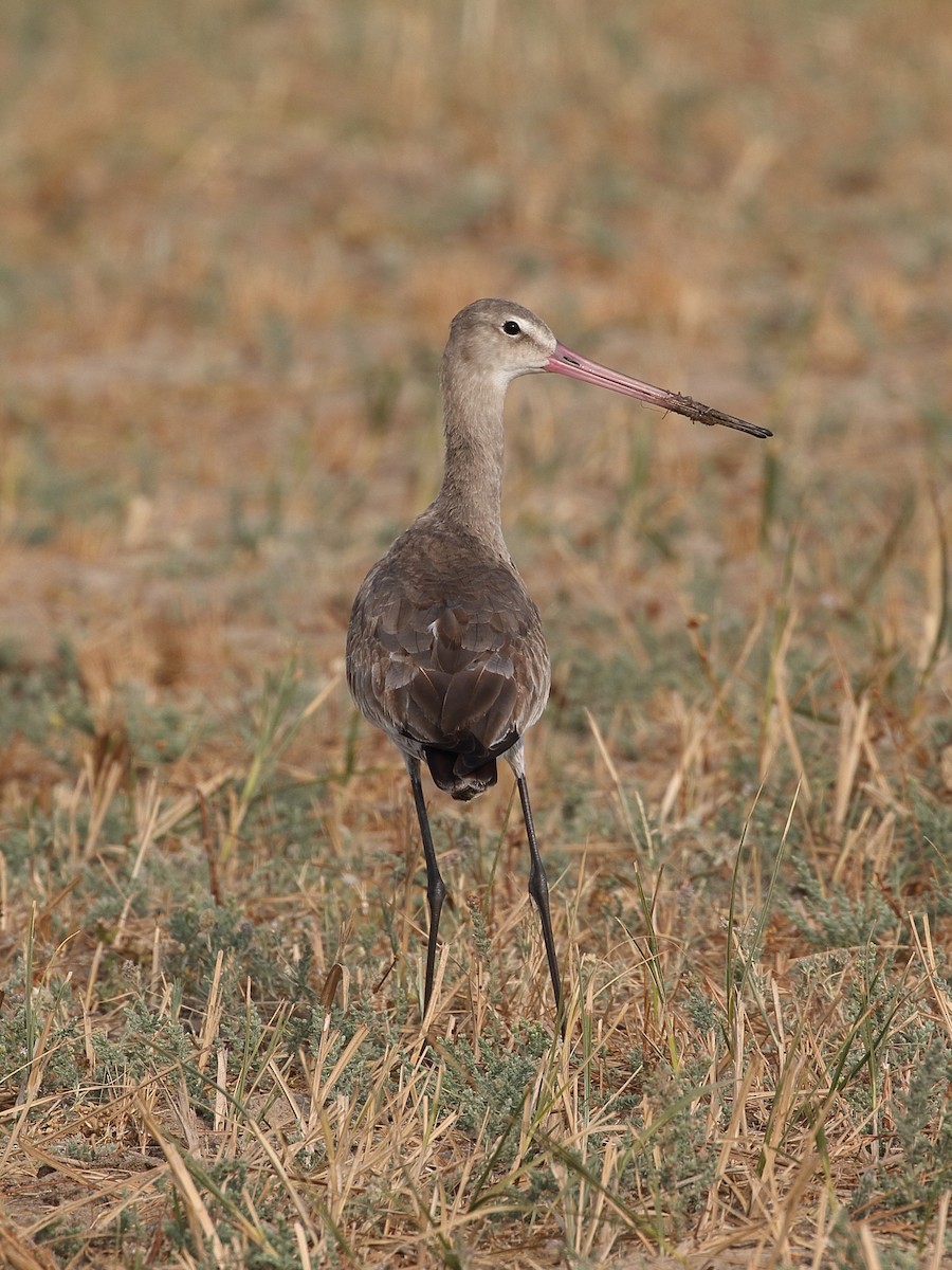 Black-tailed Godwit - ML646164374