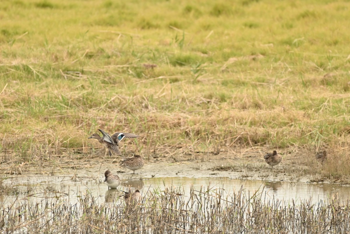 Green-winged Teal - ML646164376