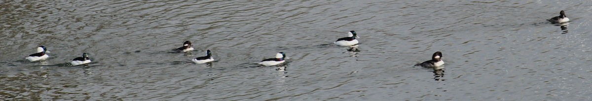 Bufflehead - ML646164377