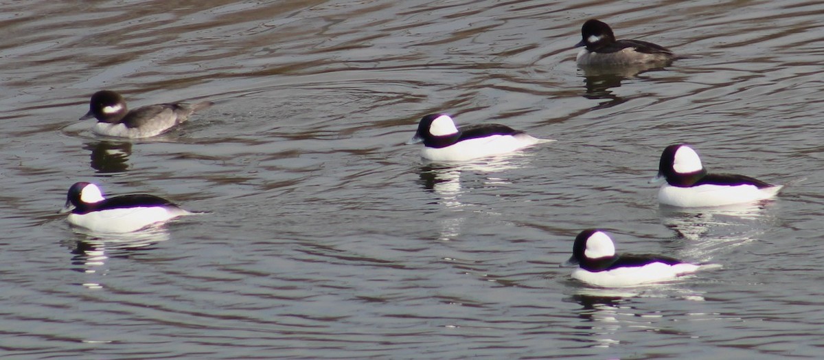 Bufflehead - ML646164378