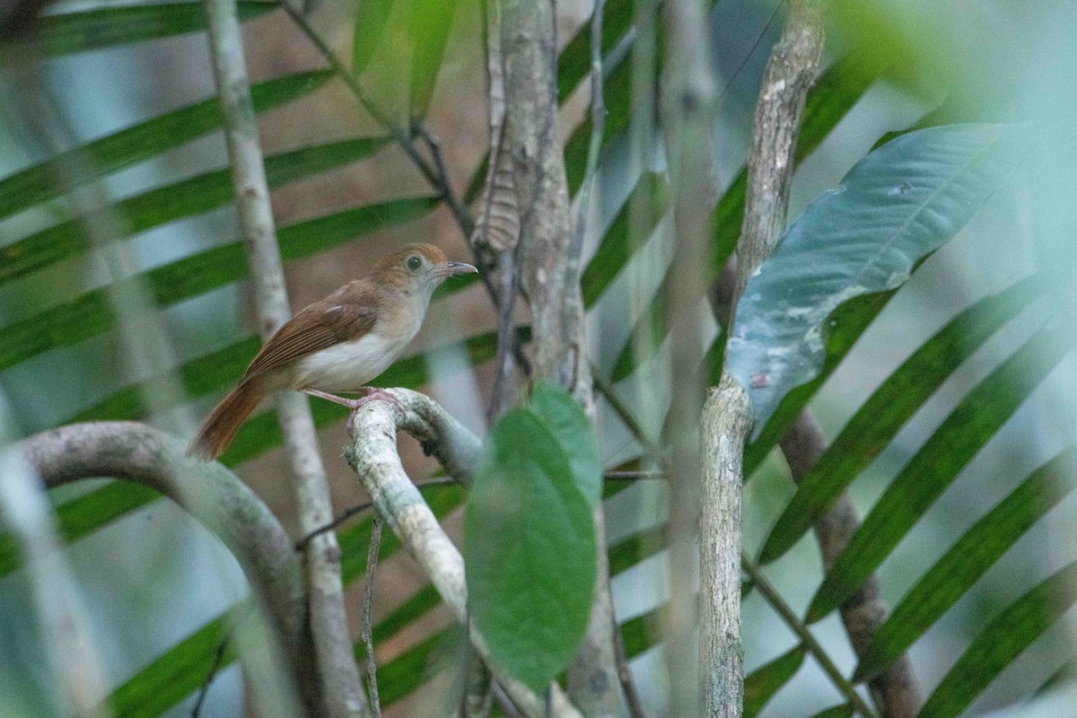 Ferruginous Babbler - ML646164379