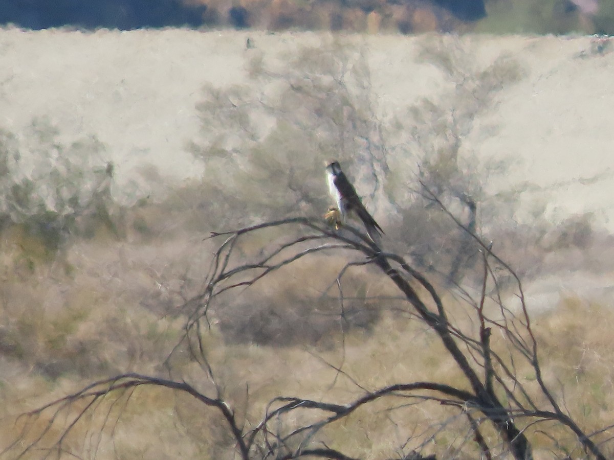Prairie Falcon - ML646164382