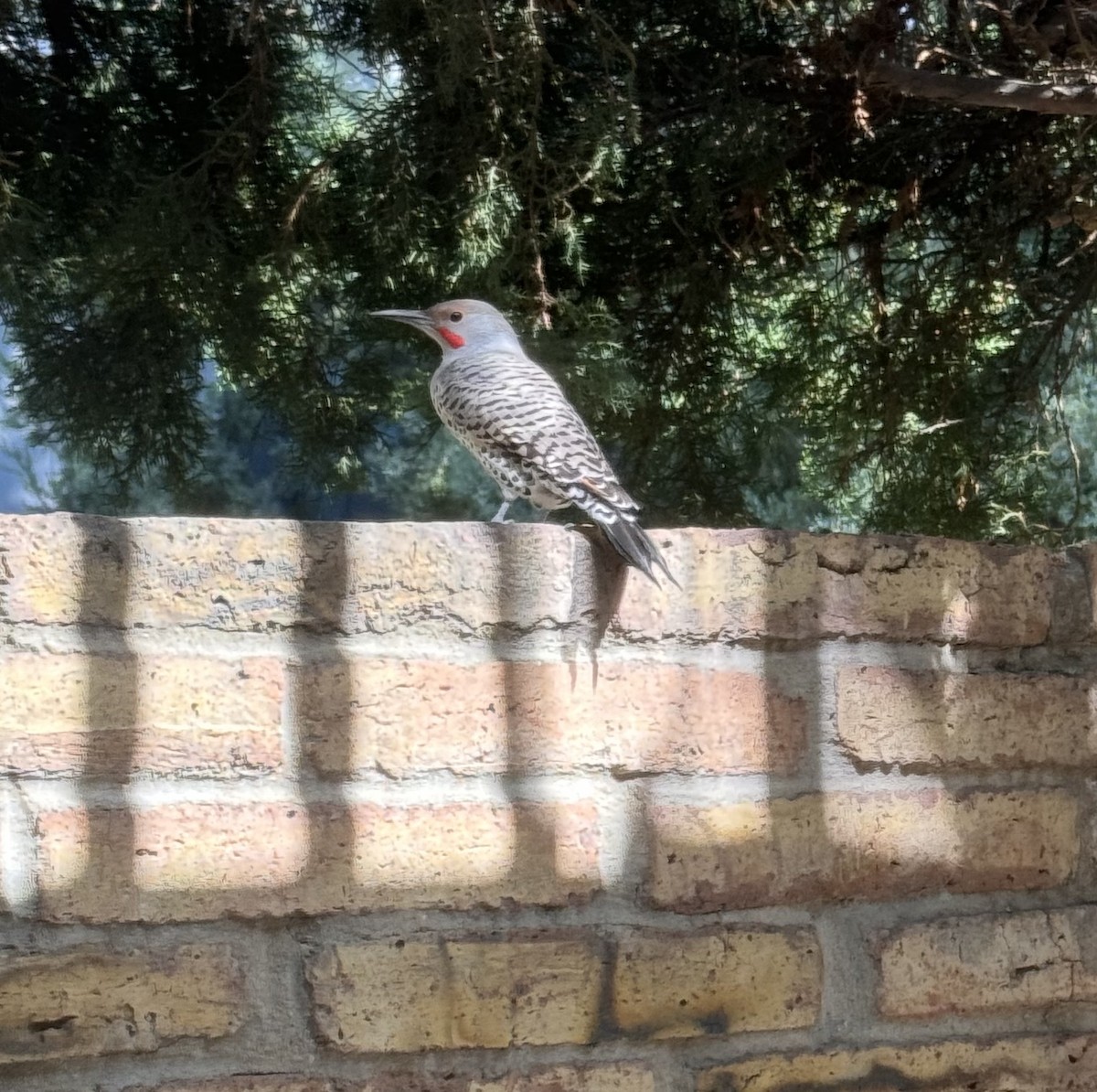 Northern Flicker - ML646164383