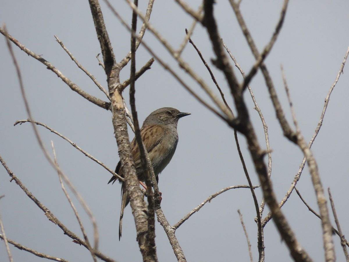 Dunnock - ML646164384