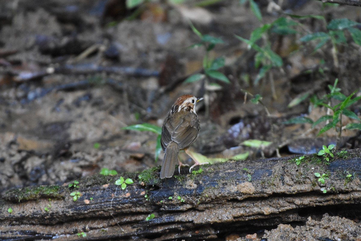 Puff-throated Babbler - ML646164385