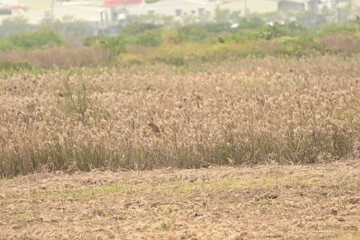 Eurasian Bittern - ML646164387