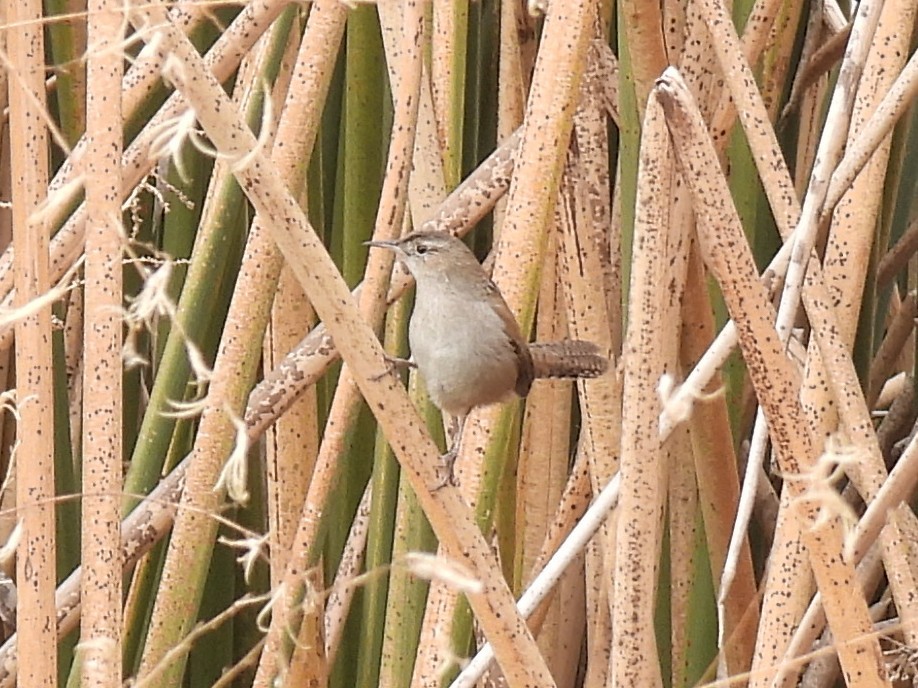 Marsh Wren - ML646164389