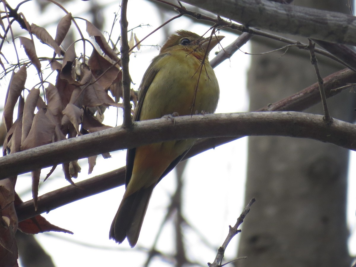 Summer Tanager - ML646164390