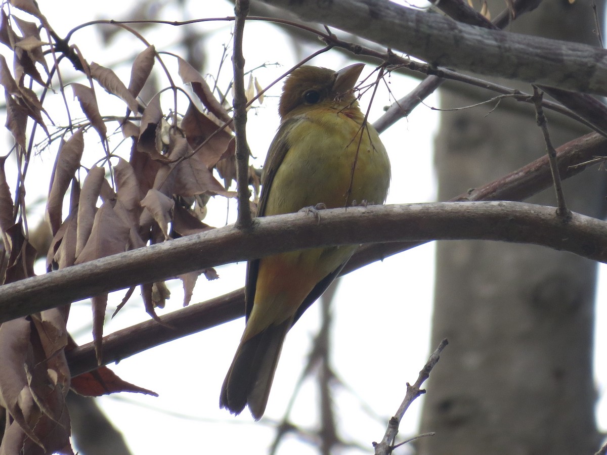 Summer Tanager - ML646164391