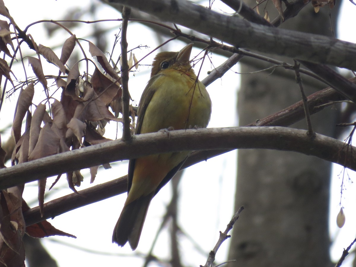Summer Tanager - ML646164392