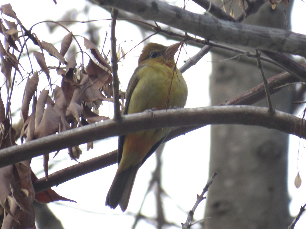 Summer Tanager - ML646164393