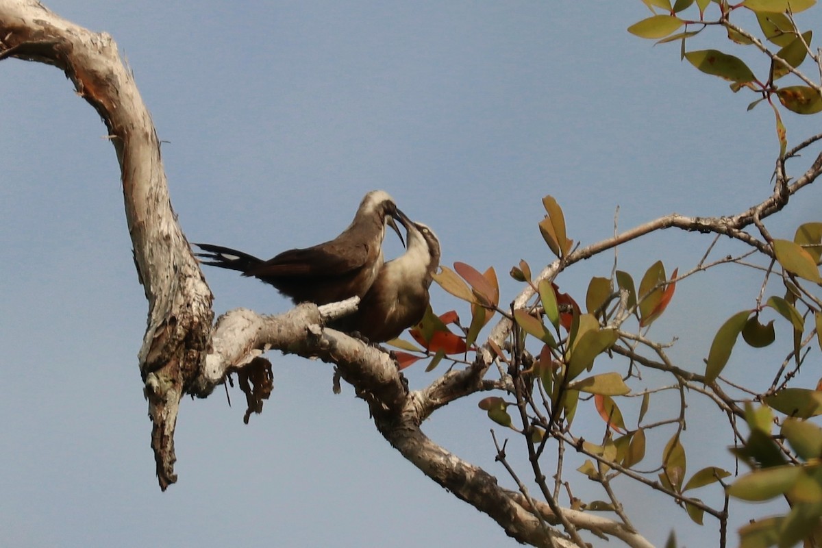 Gray-crowned Babbler - ML646164394
