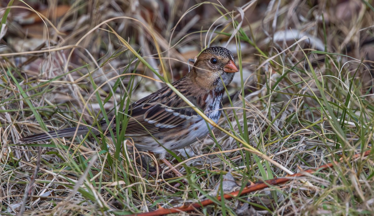 Harris's Sparrow - ML646164395