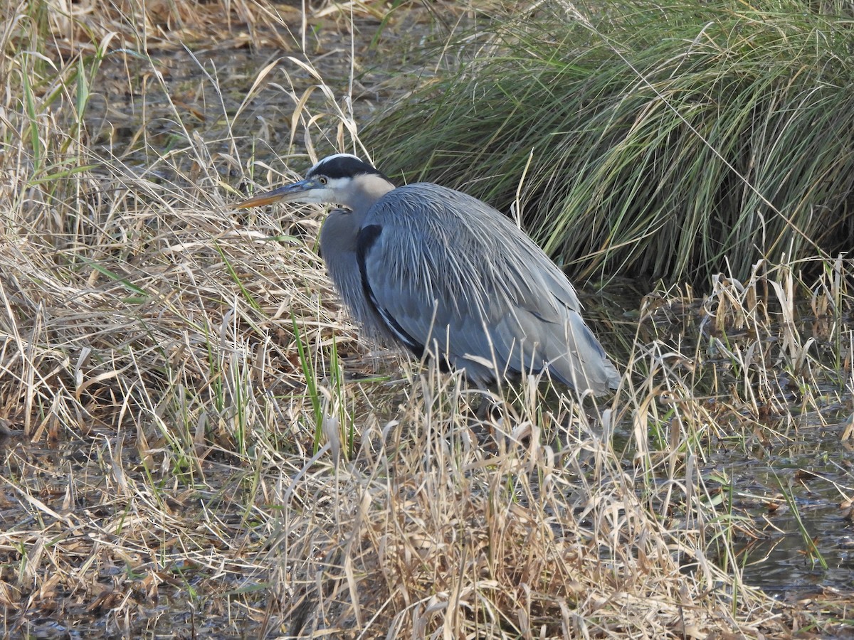 Great Blue Heron - ML646164396