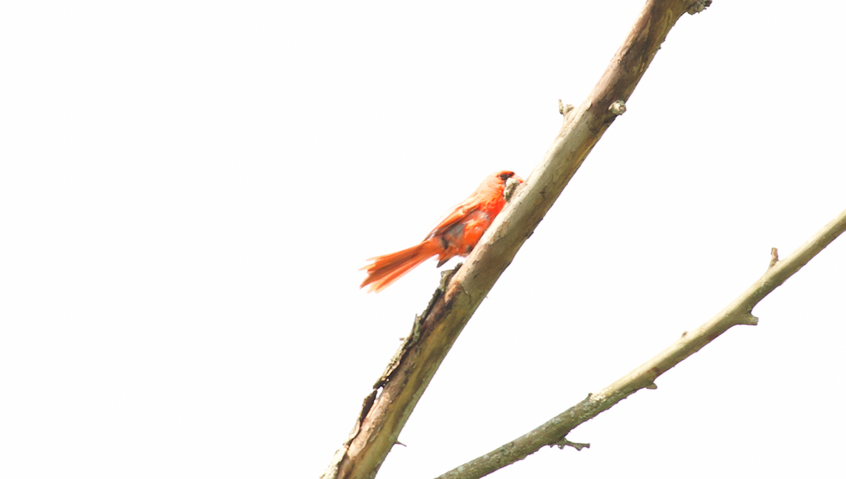 Northern Cardinal - ML646164397