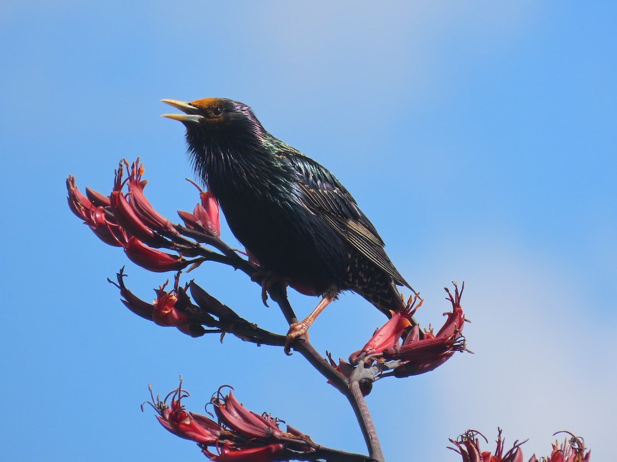 European Starling - ML646164398