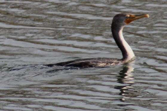 Double-crested Cormorant - ML646164399