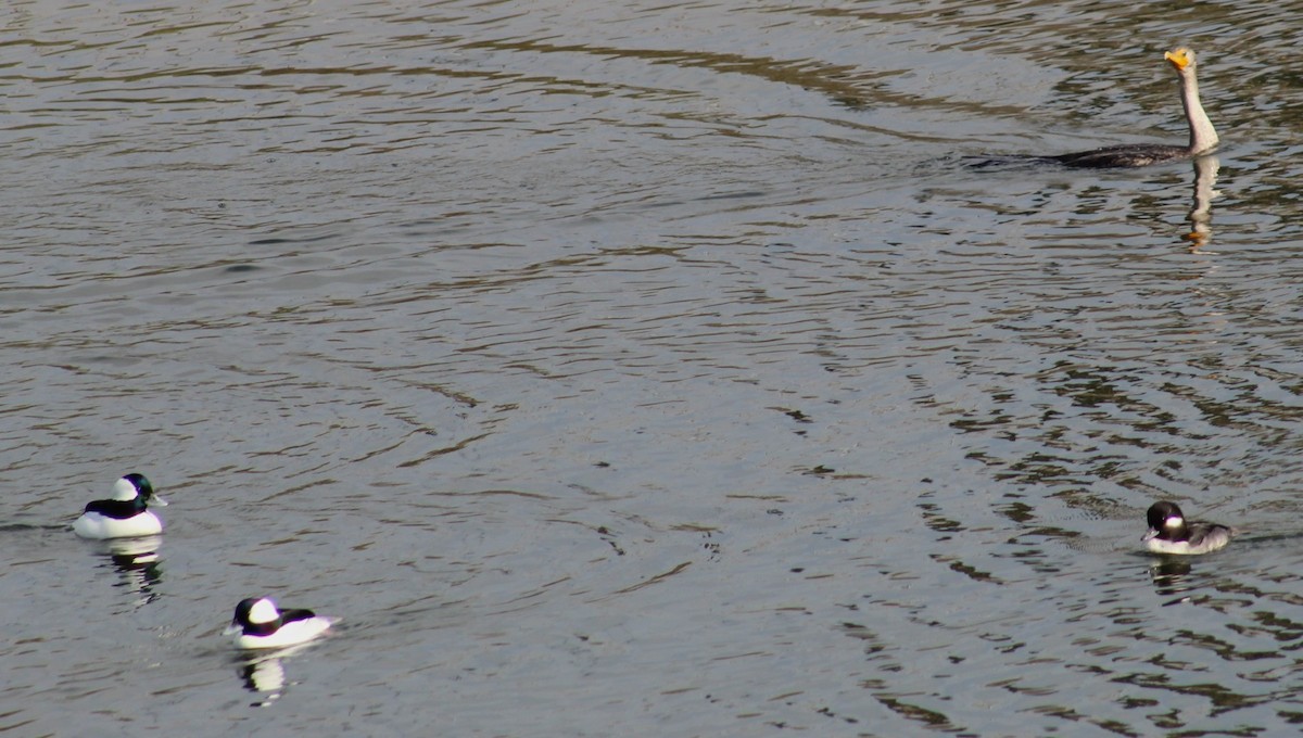 Double-crested Cormorant - ML646164401
