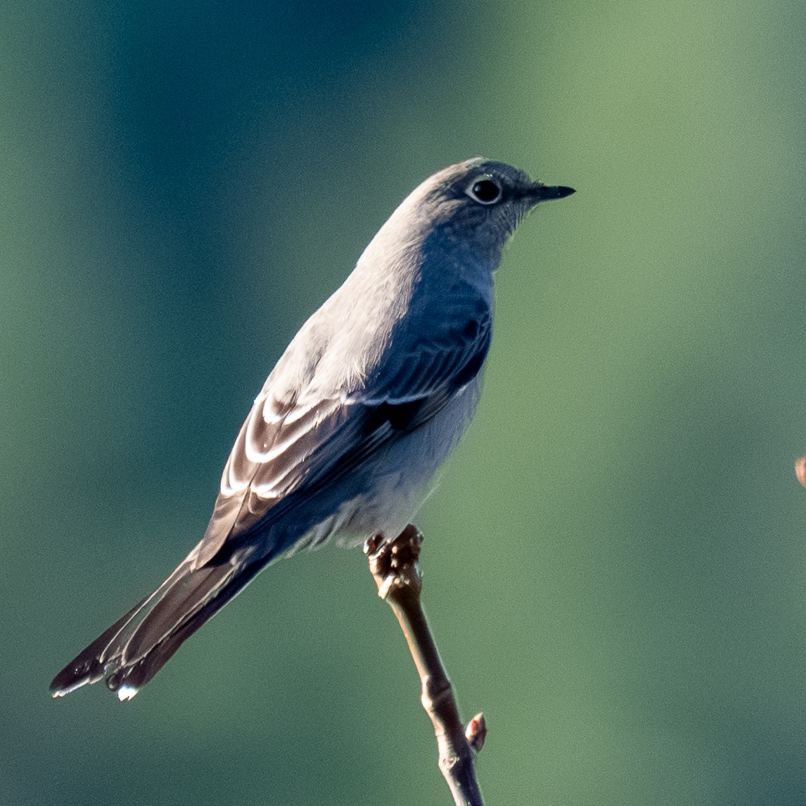 Townsend's Solitaire - ML646164405