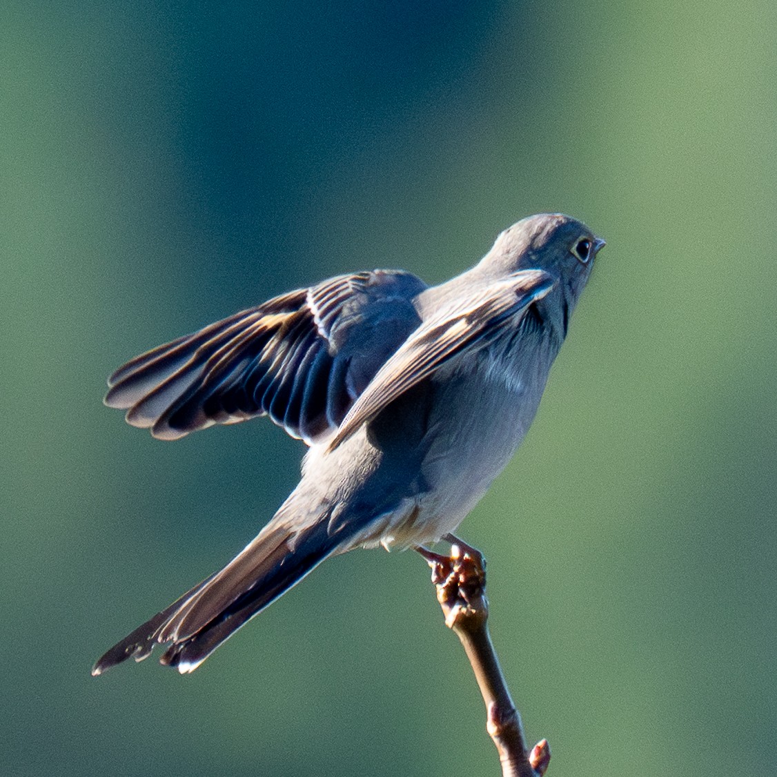 Townsend's Solitaire - ML646164406