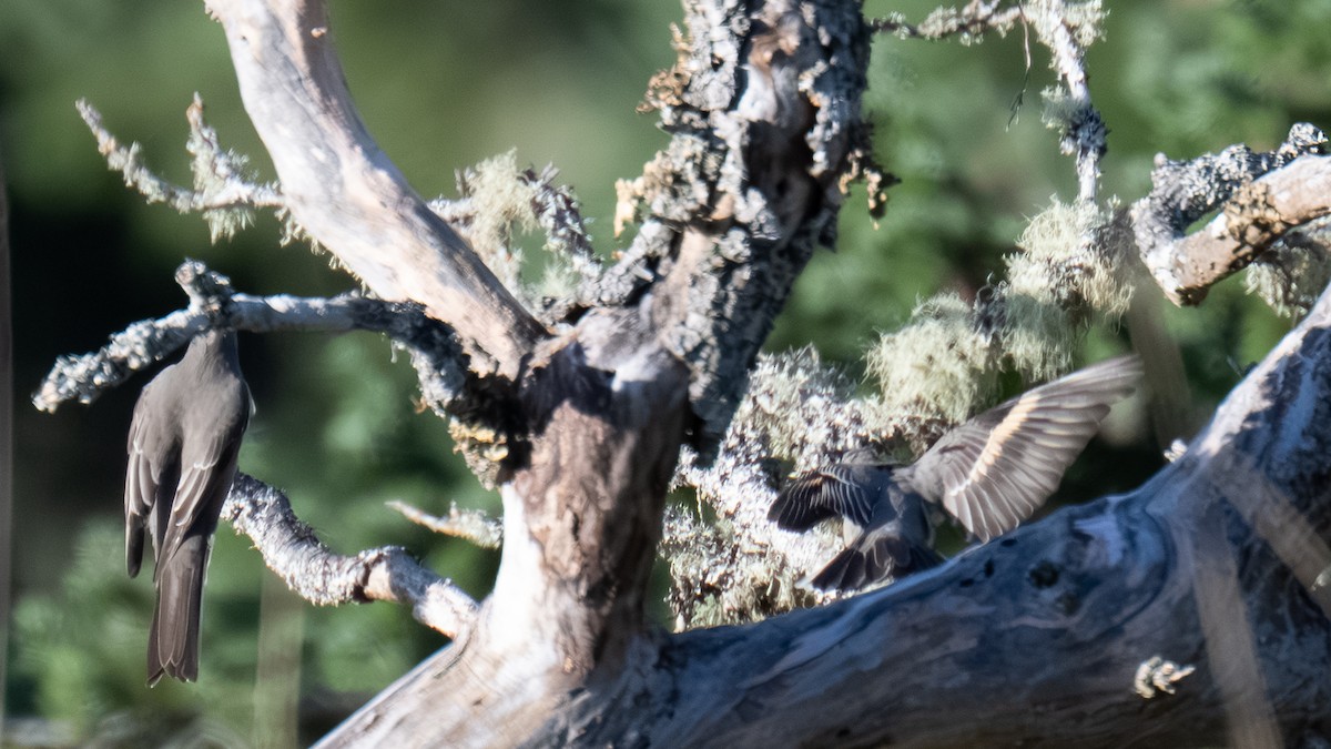 Townsend's Solitaire - ML646164407