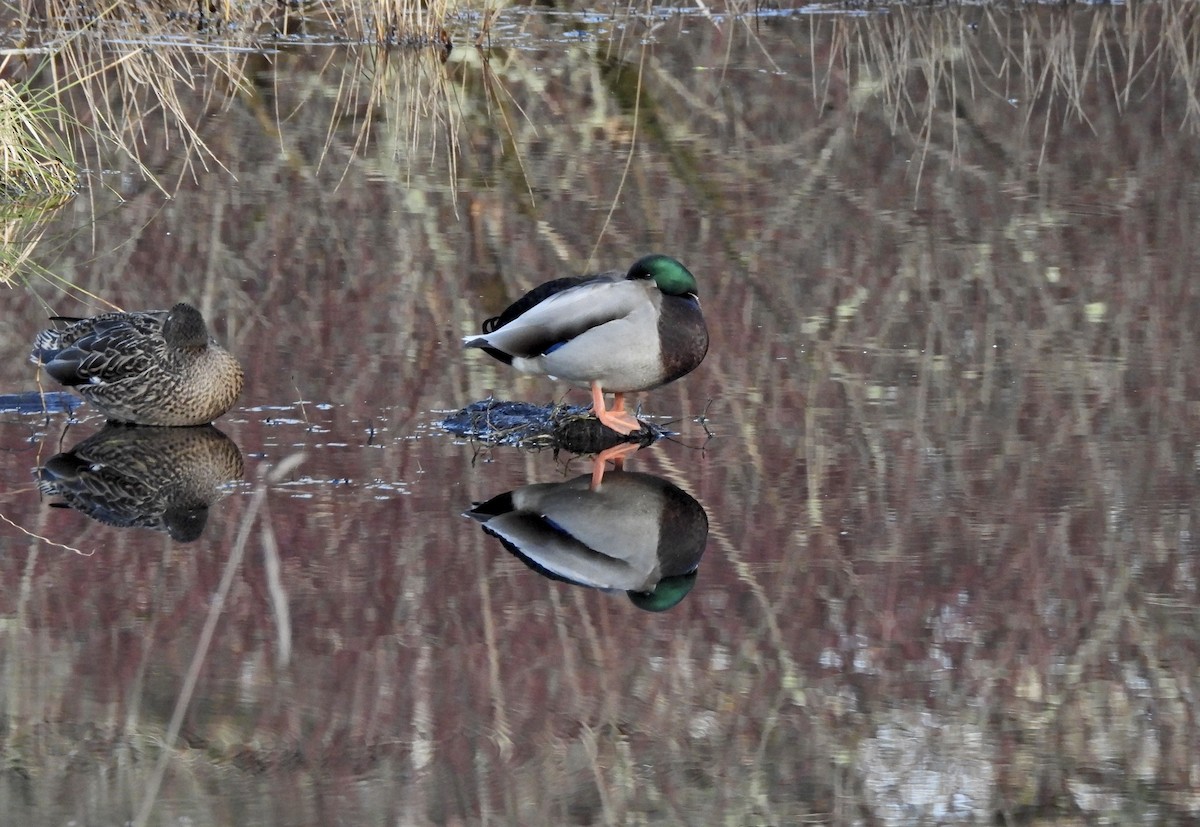 Mallard - ML646164408