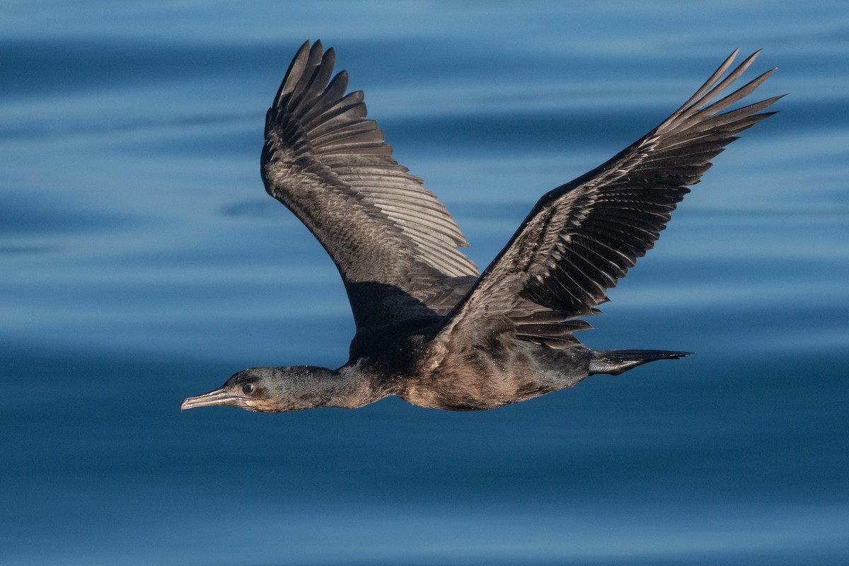 Brandt's Cormorant - ML646164409