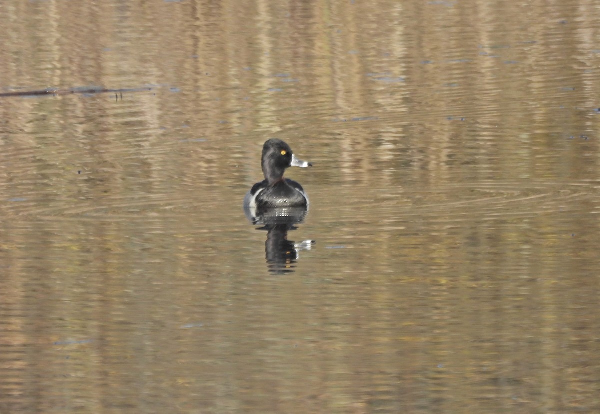 Ring-necked Duck - ML646164411