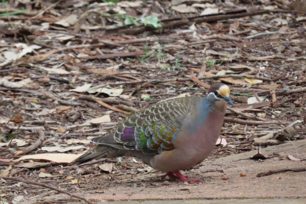 holub bronzovokřídlý - ML646164421