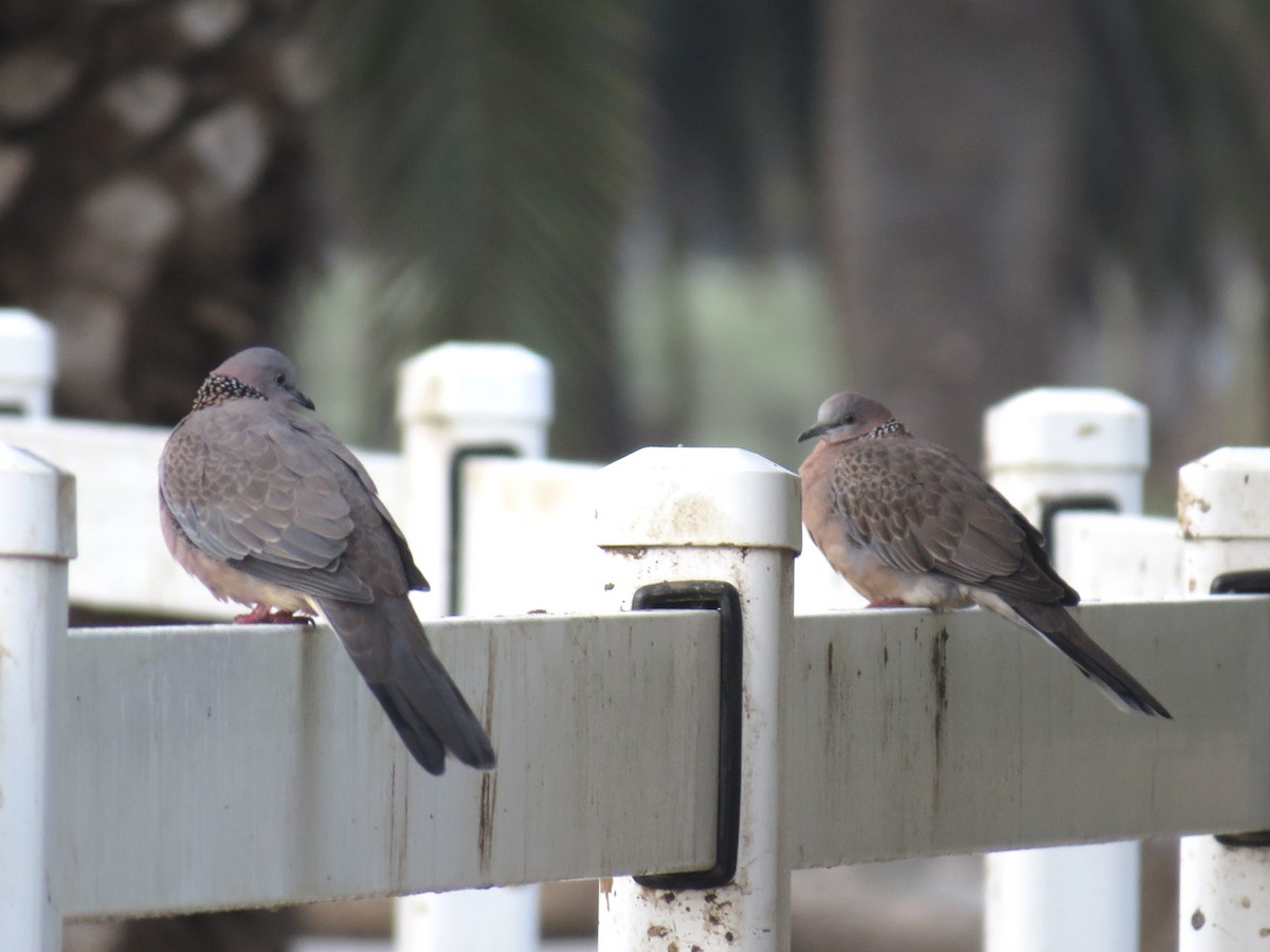 Spotted Dove - ML646164422