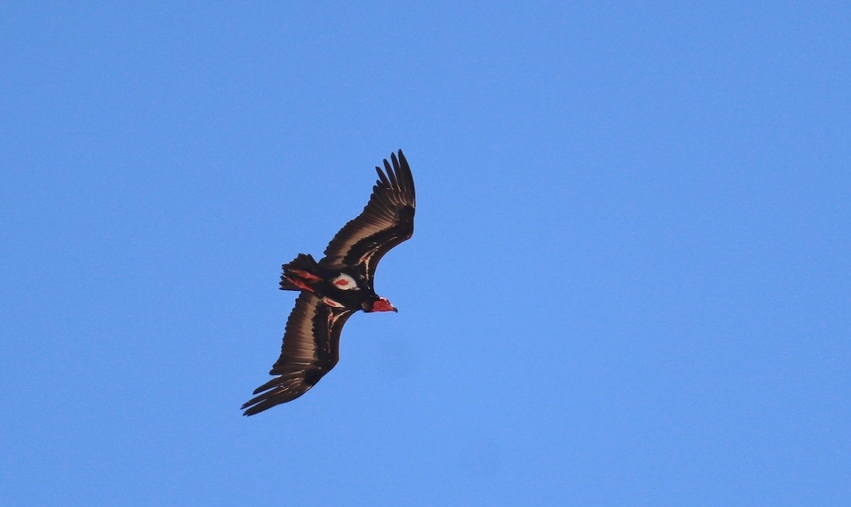 Red-headed Vulture - ML646164426