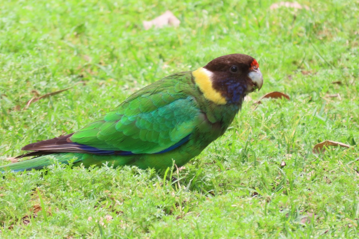 barnard límcový - ML646164427