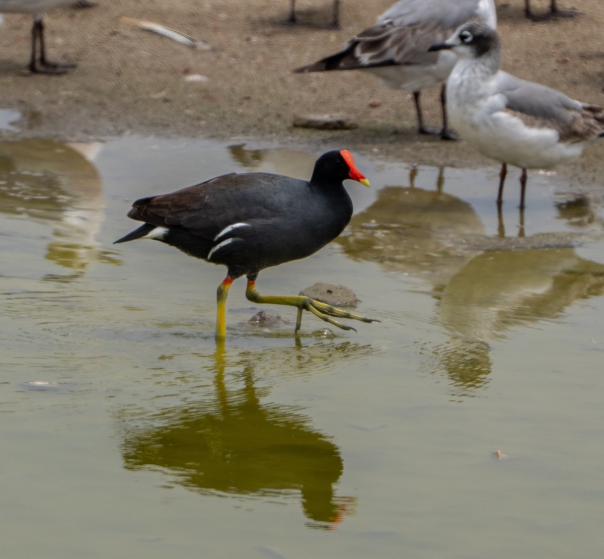 סופית אמריקנית - ML646164434