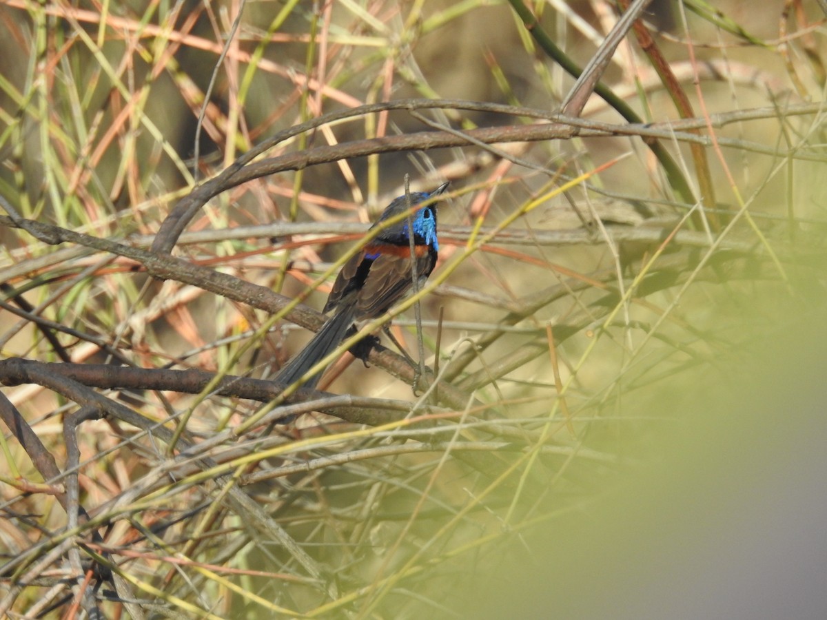 Purple-backed Fairywren - ML646164435
