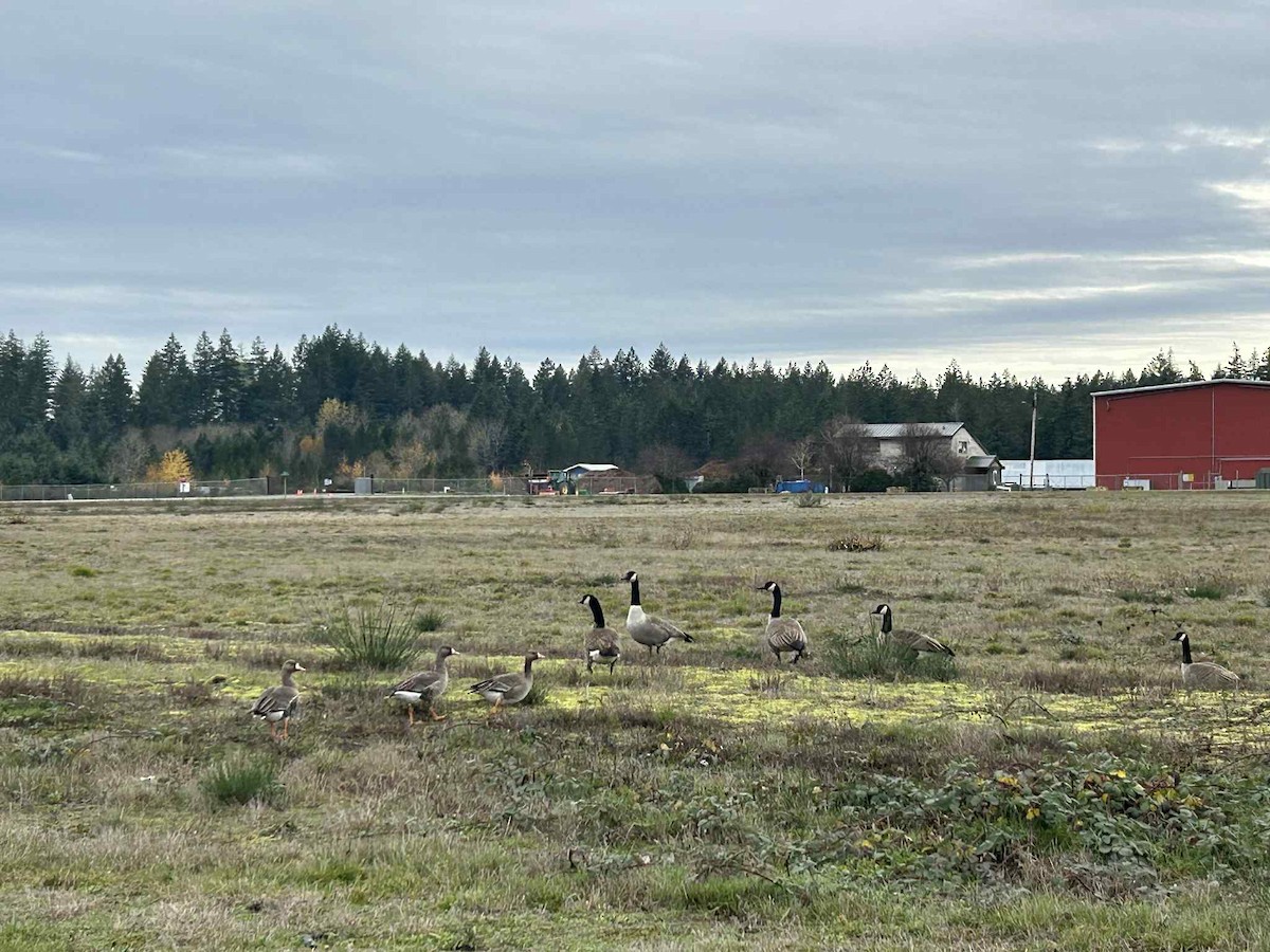 Blässgans - ML646164436