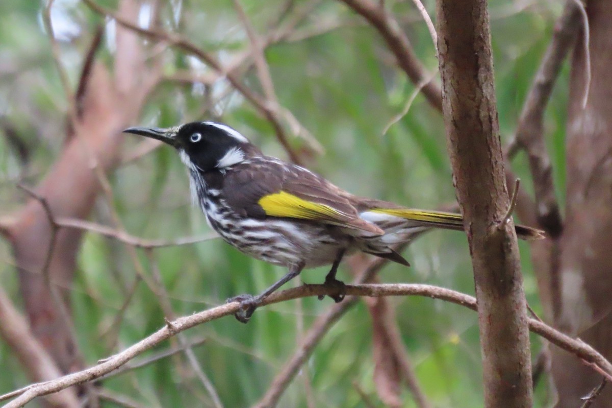 medosavka žlutokřídlá - ML646164437