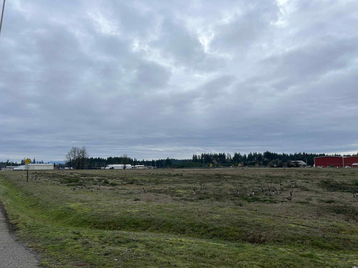 Canada Goose - ML646164439