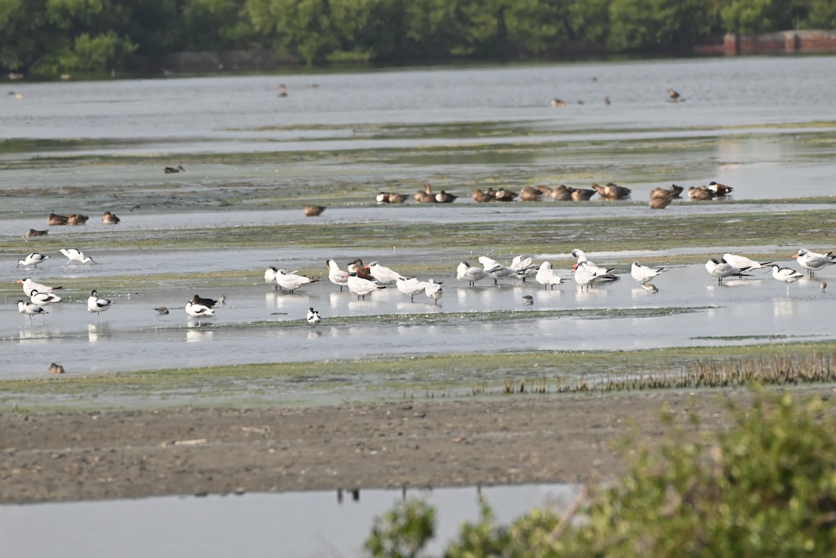 Caspian Tern - ML646164441