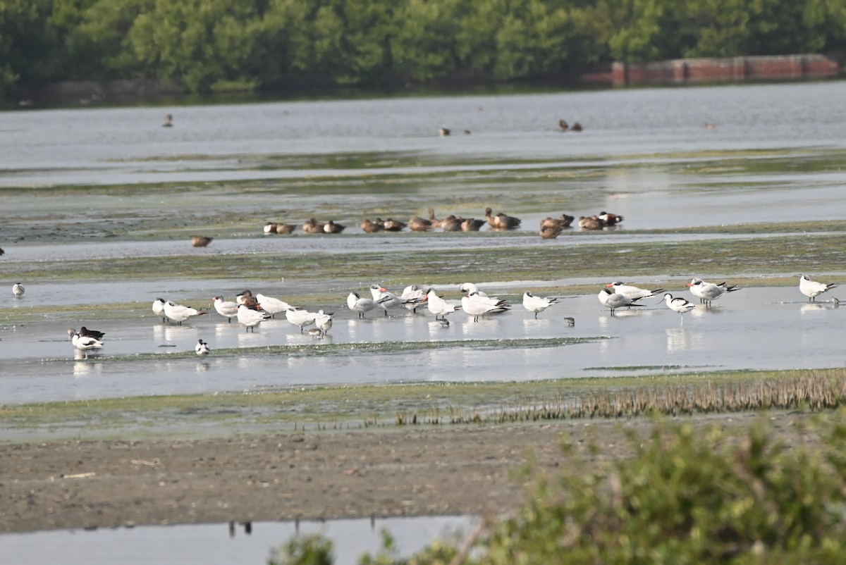 Caspian Tern - ML646164442