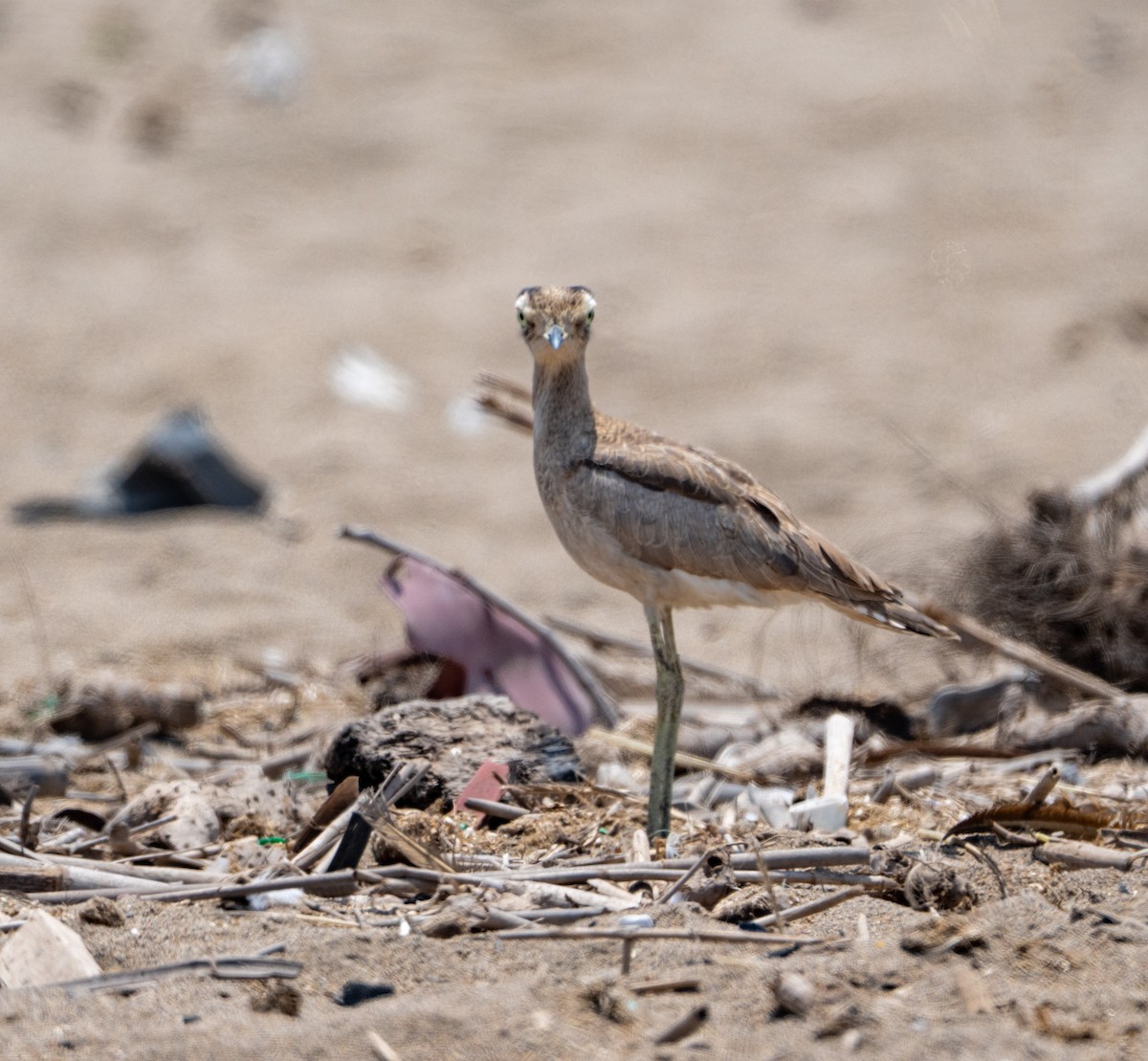 dytík bledý - ML646164447