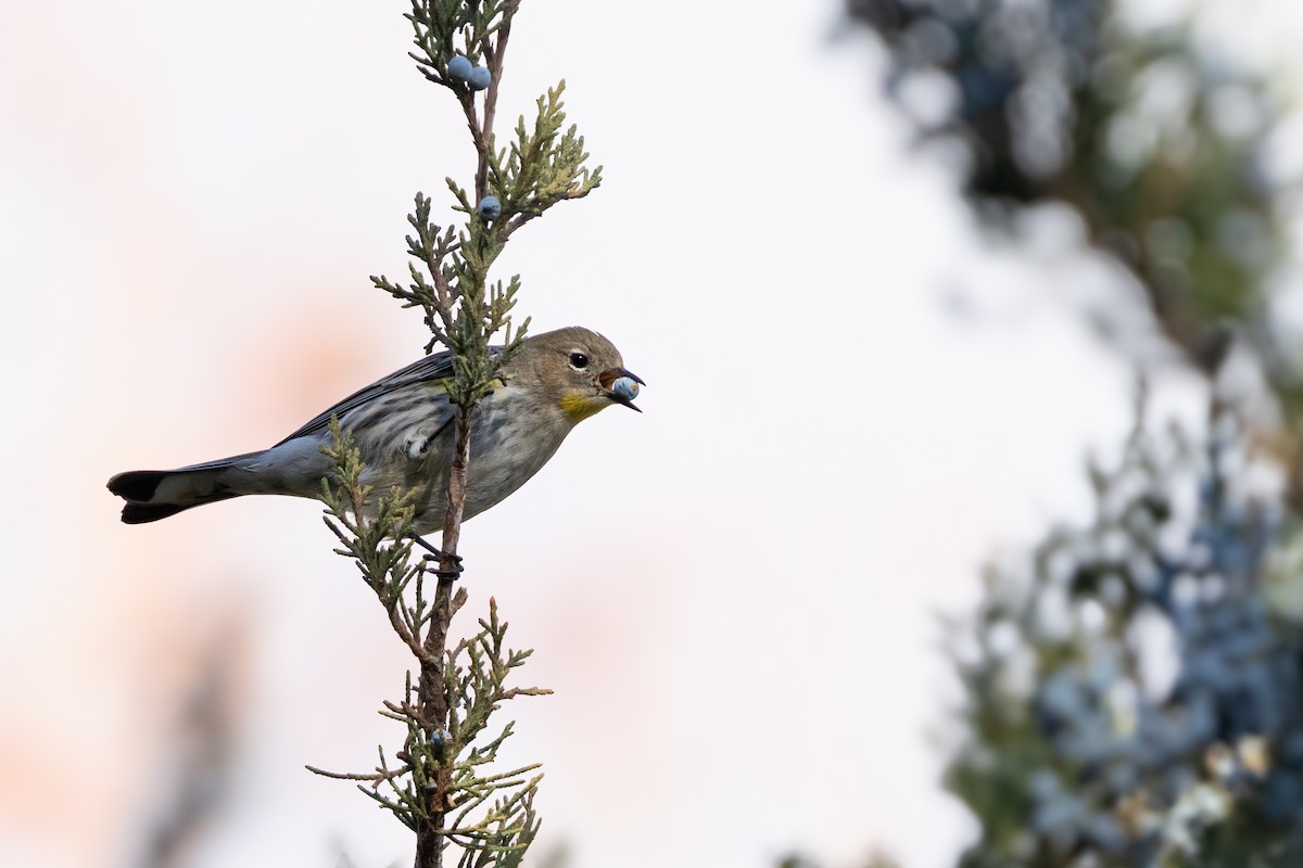 Yellow-rumped Warbler - ML646164448