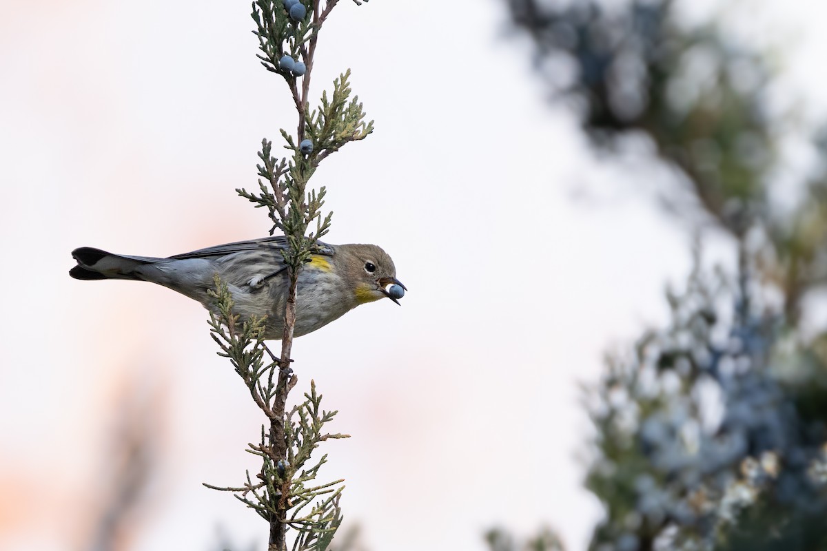 Yellow-rumped Warbler - ML646164449