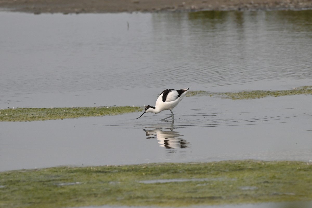 Pied Avocet - ML646164456