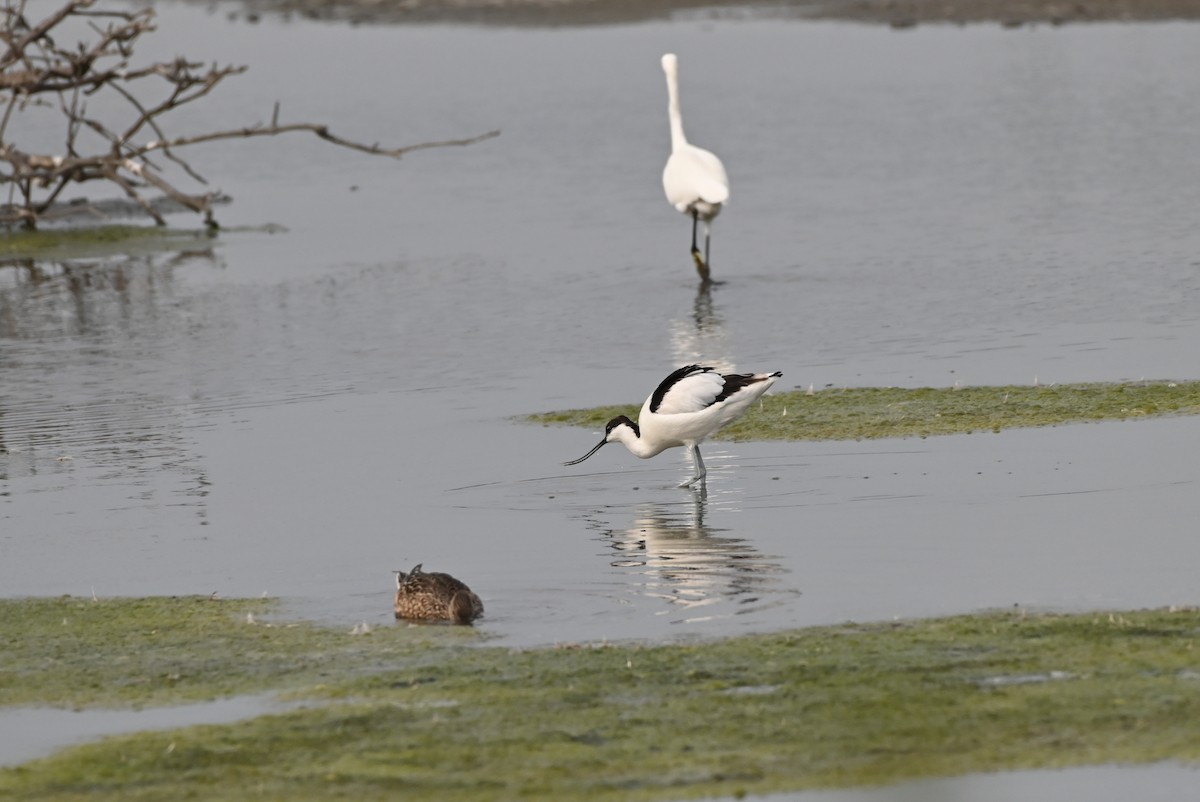 Pied Avocet - ML646164457