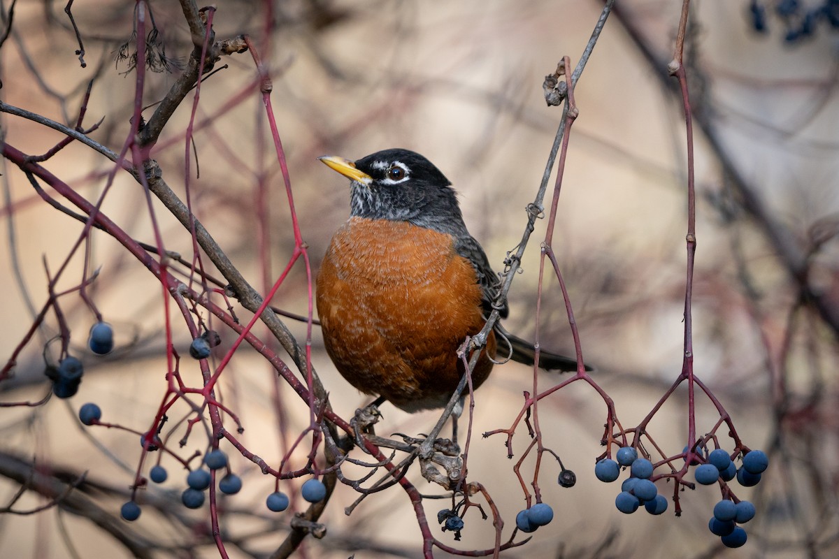 American Robin - ML646164458