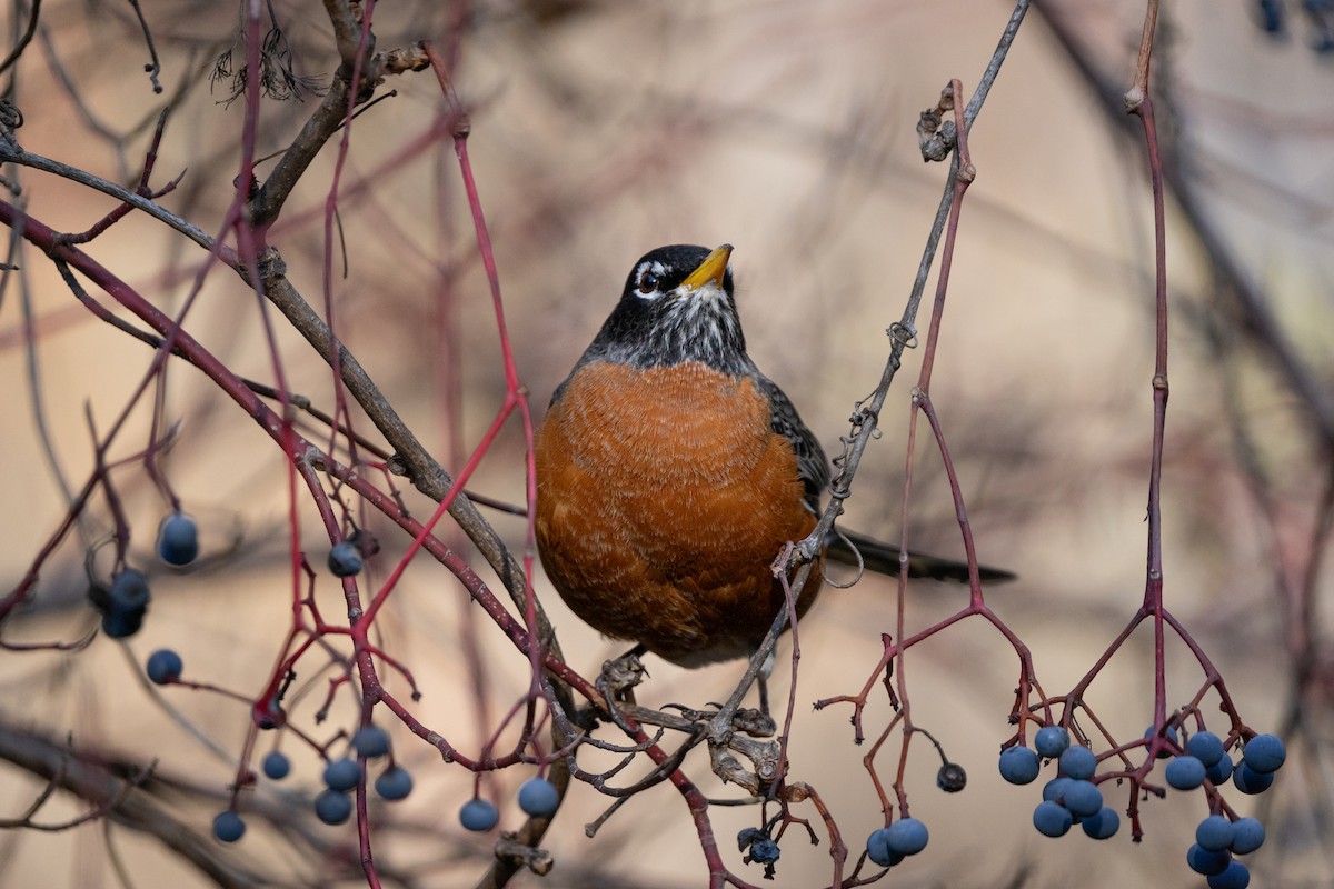 American Robin - ML646164459